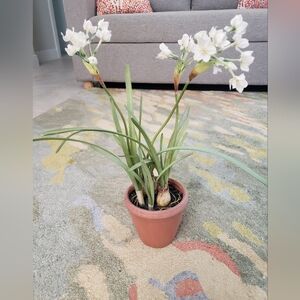 Faux Potted Paperwhite Plant